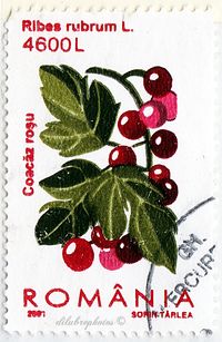 Romania.  FRUITS.  RIBES RUBRUB.  Scott 4493 A1247, Issued 2001 Apr 12, 4600. /ldb.