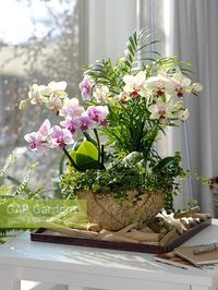 Phalaenopsis, Chamaedorea and Ficus pumila