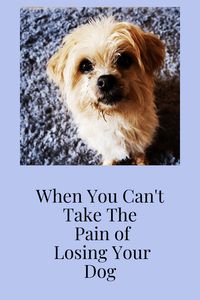 A Chat about Dog Bereavement - Waggy Tales