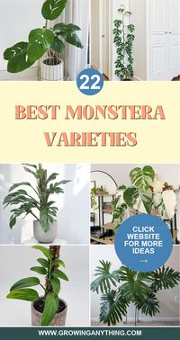 Types of Monstera feature some of the best Monstera varieties that bring tropical flair to any indoor space. Explore these diverse options to find the perfect Monstera to enhance your home’s greenery.