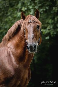 Handsome chestnut; the oldest English breed of heavy working draft horse.