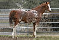 stallion | USA | 1993 | by Naevus out of Not Quite White #thoroughbred #stallion #dominantwhite #colouredthoroughbred