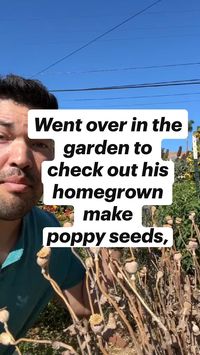 Went over in the garden to check out his homegrown make poppy seeds, #garden #gardeningtips #gardeninglife#gardeningideas #gardening