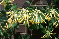 Lonicera Sulphurea - Honeysuckle.