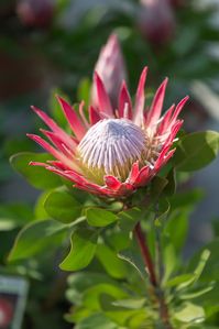 King Protea: Beautiful Protea Cynaroides Flower Close-up