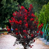 Black Diamond crepe myrtle (Lagerstroemia Indica 'Ebony Fire') is a rare and relatively new hybrid tree that is noted for its deep black-purple foliage contrasted with prolific red blooms. These trees make for a beautiful addition to any yard, and they're hardy in most zones of the United States. Each pack comes with basic instructions for germination. I'm a USA seller which means faster shipping times as well as higher quality seeds. A vast majority of my seeds either come from my garden, from