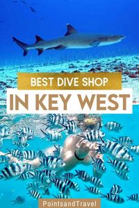 Best Dive Shop in Key West | In the Keys, new divers and experienced divers are welcome to explore the world underneath the waters. It doesn’t matter if you are here for the biodiversity or for shipwrecks or even man-made wonders. For sure, choosing the Florida Keys as your next destination is a decision you will not regret. | key west diving | key west florida scuba diving | dive shops in the key west | key west travel guide | key west florida travel |