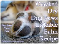 This Cracked Dry Dog Paws Lickable Balm Recipe is just what a good pet owner needs to whip up a moisturizing batch to massage into their dogs paws (feet). Just like people, dogs can suffer the same effects on the pads of feet that people do from the hot and cold temperatures. So when people have dry and cracked skin