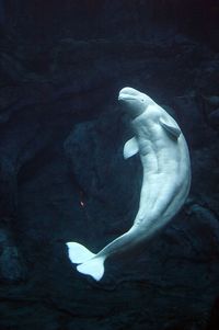 Beluga whale