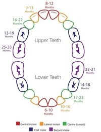 #Infant #Teething Schedule