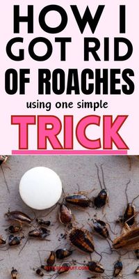 Tired of roaches around your home. Learn various DIY methods to trap and kill roaches in the house effectively without the use of toxic and expensive pesticides. With these homemade roach traps, you can expedite the process of eliminating roaches. Click To Get Rid Of Cockroaches Fast