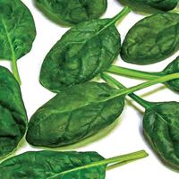 Olympia Hybrid Spinach | Gurney's Seed & Nursery Co.