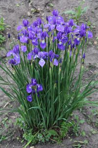 Iris typhifolia, another selection from SIGNA seed.