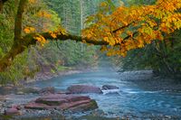 Bigleaf Maples in Autumn at Staircase in Olympic National Park | Flickr - Photo Sharing!