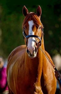 American thoroughbred racehorse Justify, beauty plus speed—2018 winner of the Triple Crown.