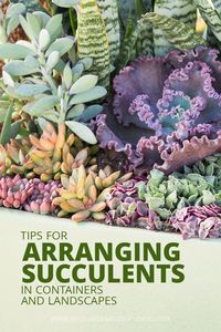 These tips will help make your succulent arrangements extra beautiful and eye catching! via @succsandsun