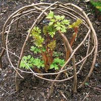 22 Cheap and Brilliant Garden Projects Using Twigs