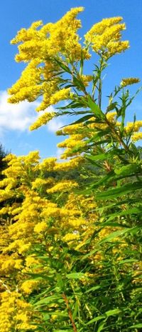 Goldenrod, Solidago, Golden Dagger! Learn more about this sinus allergy helper, and try these goldenrod recipes and remedies for yourself.