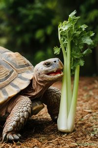 Discover whether celery should be part of your turtle's meal plan. Understand the nutritional impact on species like red-eared sliders and sulcata tortoises. Save this to make informed decisions about tortoise care.