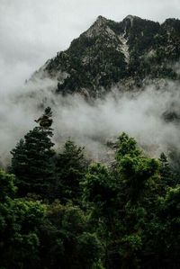 Dark green trees and fog!