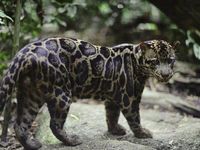 Sunda Clouded Leopard - Borneo & Sumatra.