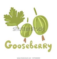 Стоковая векторная графика «Fresh Gooseberry Berries Fruits Organic Food» (без лицензионных платежей), 1579184260