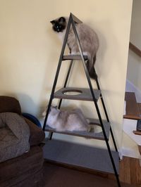 If you have older cats yet want something for them to climb on, you'll love this unique and stylish cat tree option. 
Cat tree for older cats | Senior cat care | Cool Cat Trees | Senior Cats