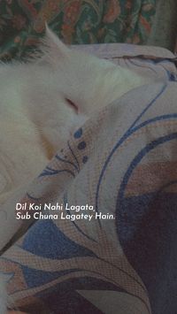 Cat of Instagram Quotes Snapchat Snap Urdu lines