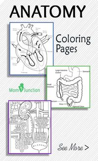 FREE Printable Anatomy Coloring Pages