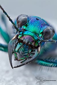 Tiger beetle - Cicindela sp. by Colin Hutton Photography, via Flickr