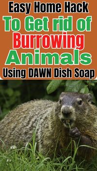 Say goodbye to pesky burrowing animals with these humane and effective methods! Learn how to deter moles, gophers, and other diggers from your garden and lawn without harm. Discover natural solutions and practical tips to reclaim your outdoor space and protect your plants. Embrace eco-friendly strategies and bid farewell to burrowing nuisances once and for all! #BurrowingAnimalRemoval #HumaneMethods #GardenTips #OutdoorLiving