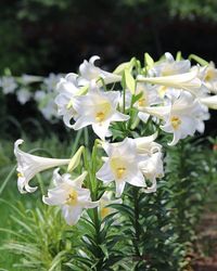 How to Grow Lilium Longiflorum? How to care for Lilium longiflorum after flowering?