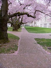 Cherry blossoms pave the way through the Quad. #youW Photo by Jacob Shepherd