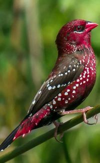 Strawberry Finch