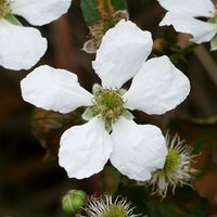 Rubus argutus - Sawtooth Blackberry, Prickly Florida Blackberry, Highbush Blackberry (flower)