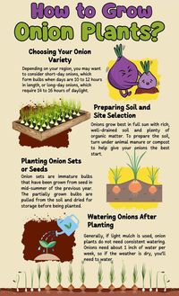 How To Grow Onions