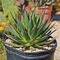 Introducing the Agave Blue Glow, a stunning succulent century plant that belongs to the Agave genus. This blue agave is a hybrid created by crossing two different agave century plant species, Agave attenuata and Agave ocahui. This unique hybrid combines the best traits of its parent plants, resulting in a visually striking and resilient blue agave plant. The Agave Blue Glow is known for its captivating rosette shape and distinctive blue-green leaves. The chalky leaves are thick, fleshy, and tria