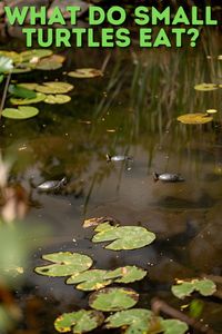 What Do Small Turtles Eat? Explore the variety of foods that can nourish your small turtle. This guide provides a comprehensive list including fruits, insects, and leafy greens, ensuring your turtle receives a balanced diet. Ideal for new and seasoned turtle keepers!