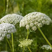 Buy wild carrot Daucus carota: £1.89 Delivery by Crocus