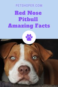 Red Nose Pitbull Amazing Facts