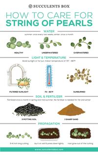 How to Care for String of Pearls Plant - Succulents Box®