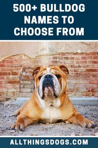 Bulldogs are characterized by their wrinkled faces, short snout and deep-set eyes… it is impossible to look into the eyes of one of these dogs and not just melt entirely. If you are getting one too, check out some great Bulldog names here.  #bulldognames #namesforabulldog