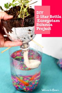 Looking for a fun science project for your kids? This DIY 2-liter Bottle Ecosystem project is the perfect way to get your children engaged in learning about nature. This project is perfect for homeschooling classrooms and includes straight forward step-by-step instructions. With a few supplies you may already have around your home, you and your children can create a fascinating miniature ecosystem!