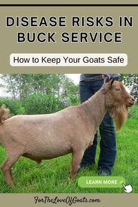 Ready for breeding season? Protect your goats from unseen risks with expert advice from Dr. Jamie Stewart. In this episode, learn about sexually transmitted diseases in goats, the importance of testing, and why your biosecurity measures might not be enough. Stay informed and keep your herd healthy with these essential tips!