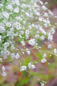 Baby's Breath Flower | Gypsophila | *Little Jerry* | Flickr