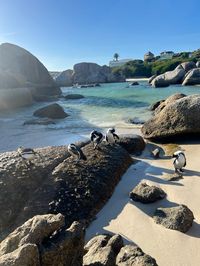 penguins, beach, cape town, summer, ocean, aesthetic, summer mood board, rocky beach, sandy beach, vacation