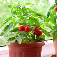 How To Grow Cherry Tomatoes Indoors In The Winter