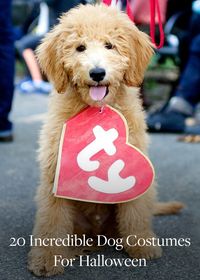 20 Ways to Dress Up Your Dog This Halloween. Halloween costume ideas for your favorite pet.