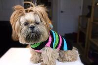 Crochet Dog Sweater Pattern