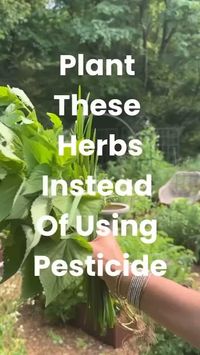 🌱 Keep Your Garden Pet-Free with These Aromatic Herbs! 🐾  Looking to keep curious paws and claws out of your garden? 🐕🐈 These natural pet-deterrent herbs are your secret weapon! 🌿✨  1️⃣ Parsley: Its strong scent says “no pets allowed!” (and it’s low-maintenance too!) 🌱 2️⃣ Lemon Balm: That citrusy vibe pets avoid, but pollinators LOVE! 🐝🍋 3️⃣ Oregano: Spicy aroma = “Not today, furball!” 😾 4️⃣ Anise Hyssop: Licorice scent for us, but a “nope” for pets! 🍬🐕 5️⃣ Garlic Chives: Pungent AND doubles...